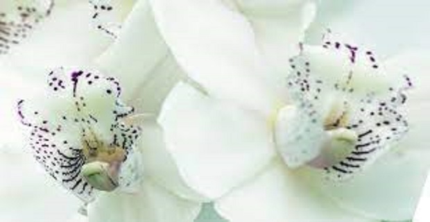 Rüyada Orkide Görmek
