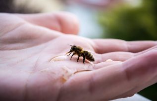 Arı sokması ciddi riskleri beraberinde mi getiriyor?