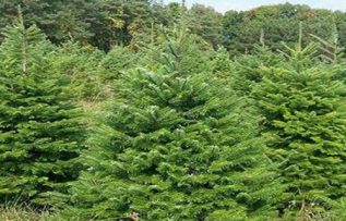 Rüyada Ladin Ağacı Görmek