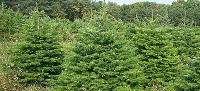 Rüyada Ladin Ağacı Görmek