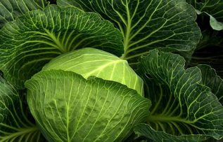 Rüyada Lahana Görmek