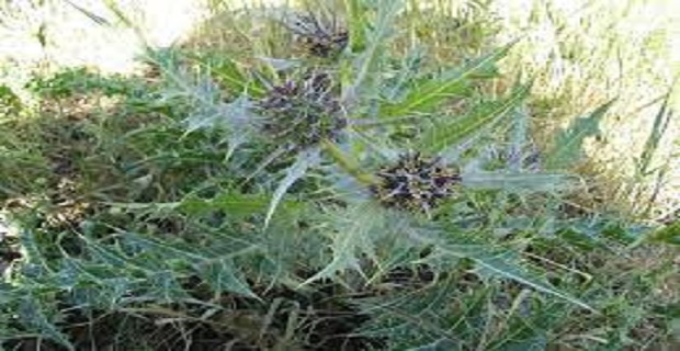 Rüyada Lenger Görmek