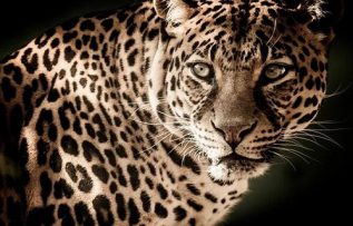 Rüyada Leopar Görmek