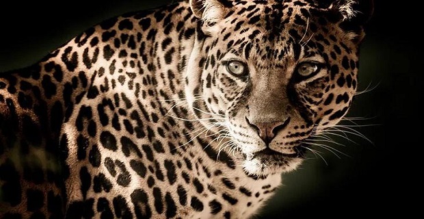 Rüyada Leopar Görmek