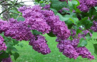 Rüyada Leylak Görmek