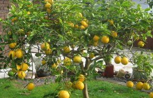 Rüyada Limon Ağacı