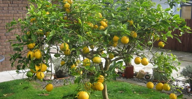Rüyada Limon Ağacı