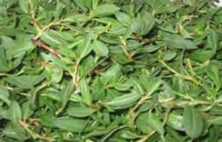 Rüyada Madımak Toplamak