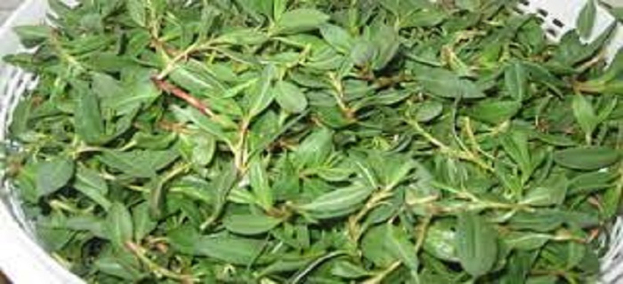 Rüyada Madımak Toplamak