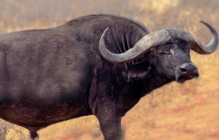 Rüyada Manda Görmek