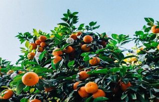 Rüyada Mandalina Ağacı Görmek