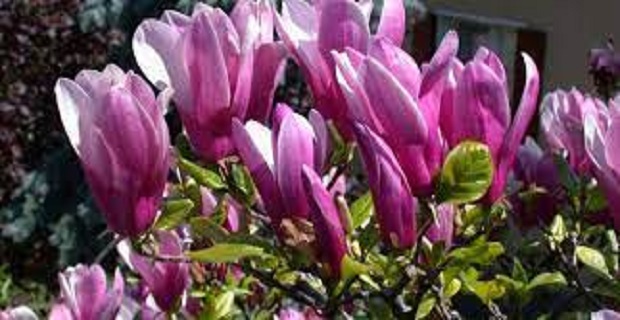 Rüyada Manolya Görmek