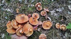 Rüyada Mantar Toplamak