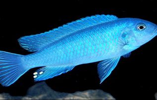 Rüyada Mavi Balık Yakalamak