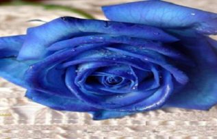 Rüyada Mavi Gül Demeti Görmek