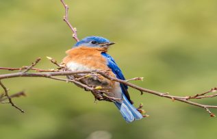 Rüyada Mavi Kuş Görmek