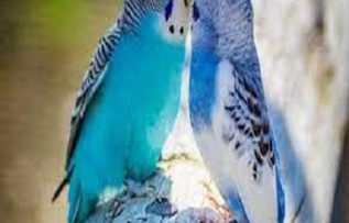 Rüyada Mavi Muhabbet Kuşu Görmek