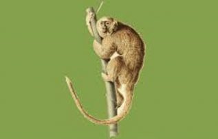 Rüyada Maymun Yavrusu Görmek