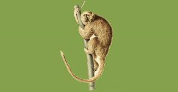 Rüyada Maymun Yavrusu Görmek