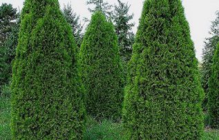 Rüyada Mazı Görmek