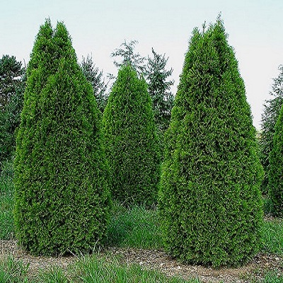 Rüyada Mazı Görmek