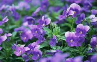 Rüyada Menekşe Görmek