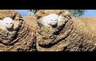 Rüyada Merinos Görmek