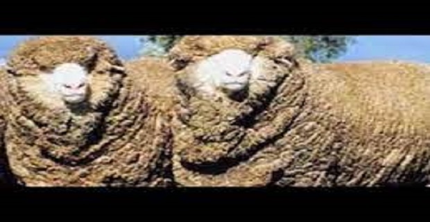 Rüyada Merinos Görmek