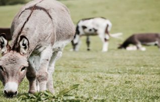 Rüyada Merkep Görmek