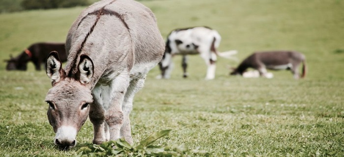Rüyada Merkep Görmek