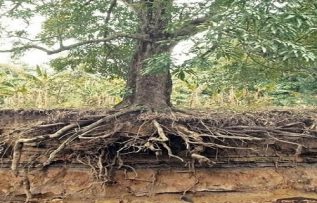 Rüyada Meyan Kökü Görmek