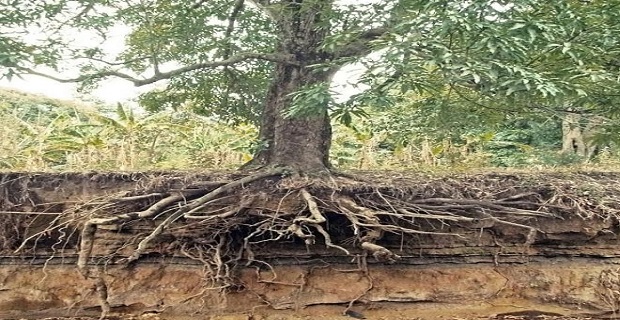 Rüyada Meyan Kökü Görmek