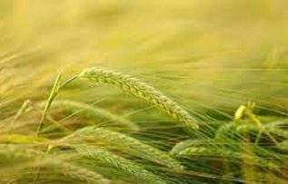 Rüyada Mısır Tarlası Görmek