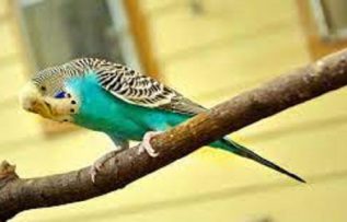 Rüyada Muhabbet Kuşunun Kaçtığını Görmek