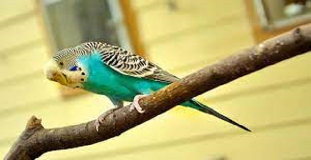 Rüyada Muhabbet Kuşunun Kaçtığını Görmek