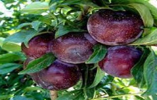 Rüyada Mürdüm Eriği Görmek