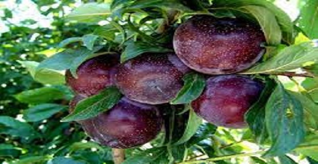 Rüyada Mürdüm Eriği Görmek