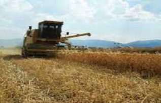 Rüyada Nadas Görmek