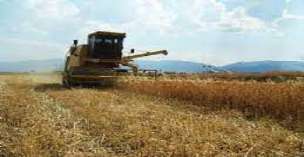 Rüyada Nadas Görmek