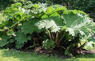 Rüyada Nalça Görmek