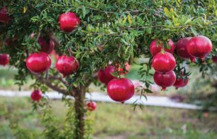 Rüyada Nar Ağacı Görmek