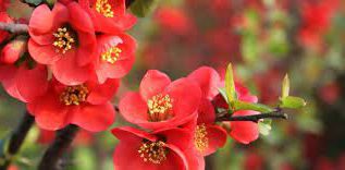 Rüyada Nar Çiçeği Görmek