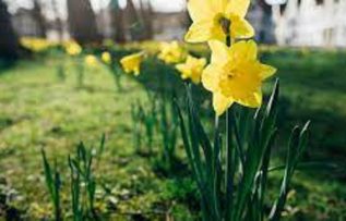 Rüyada Nergis Görmek