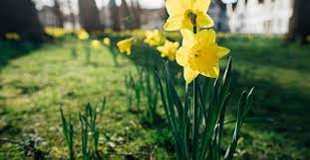 Rüyada Nergis Görmek