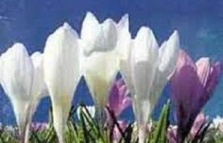 Rüyada Nevruz Günü Görmek