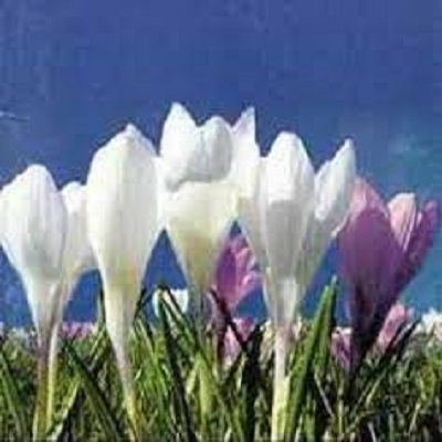 Rüyada Nevruz Günü Görmek