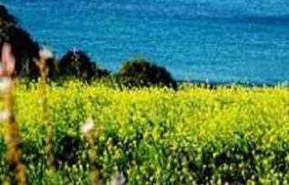 Rüyada Nişadır Görmek