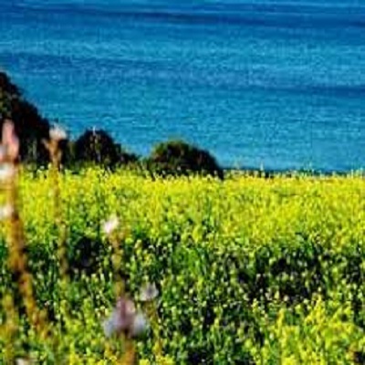 Rüyada Nişadır Görmek