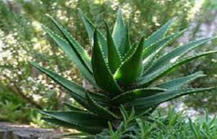 Rüyada Öd Ağacı Görmek