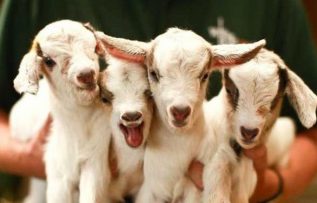 Rüyada Oğlak Görmek